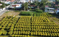 Làng hoa vùng lũ đón năm mới