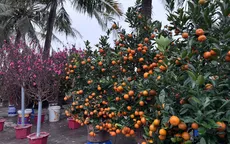 Đào, quất không còn cảnh “hét giá”, nhiều tiểu thương đồng loạt xả hàng sớm