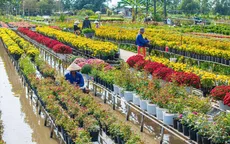 Sắc Tết rực rỡ tại làng hoa Sa Đéc