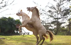 Ngắm "vũ điệu" dũng mãnh của ngựa bạch xứ Lạng giữa lòng Thủ đô