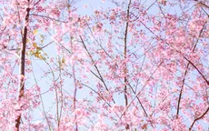 Sắc xuân dịu dàng về trên bản Tà Số