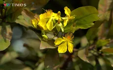 Phước Định - Nơi mai nở từ bàn tay người giữ Tết