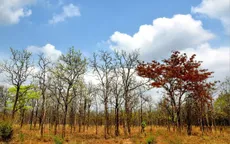 Mùa xuân về Yok Đôn