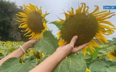 Sự hồi sinh trên những cánh đồng ở vùng lũ Đắk Lắk