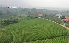 Những đồi trà ngát xanh làm nên kinh tế xanh ở Thái Nguyên