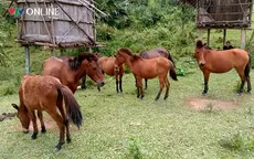 Nỗ lực bảo tồn giống ngựa quý tại cổng trời Mường Lống