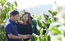 Du xuân trong mùa hoa cà phê