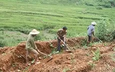 Đất khai hoang năm 2025 có được công nhận quyền sử dụng?