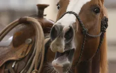 Tiếng hí của ngựa có thể là âm thanh độc nhất trong tự nhiên