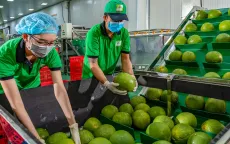 Xuất khẩu rau quả sang EU tăng gấp 3 lần sau 5 năm