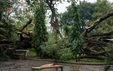 Cây xanh gãy đổ khiến 2 người bị thương ở Hà Nội