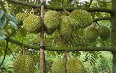 Giá sầu riêng sau Tết tăng vọt vì khan hàng