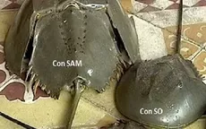 Cà Mau: Tăng cường điều tra, xử lý vụ nghi ngộ độc thực phẩm