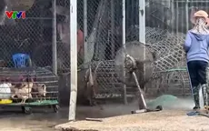 Chợ gia cầm tự phát xả thải gây ô nhiễm khu dân cư ở Hà Nội