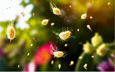 Phòng ngừa dị ứng phấn hoa mùa thời điểm giao mùa