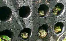 Giới khoa học tìm cách cứu loài lưỡng cư khỏi dịch nấm toàn cầu