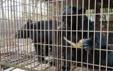 Việt Nam bước vào năm bản lề chấm dứt nuôi nhốt gấu lấy mật