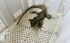 Phát hiện Rồng Đất quý hiếm trong vườn nhà, người dân giao nộp cho cơ quan chức năng