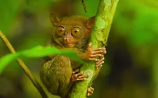 Philippines: Bảo vệ thiên nhiên để phát triển du lịch bền vững