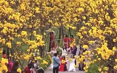 Hoa phong linh nhuộm vàng góc phố Hà Nội, hút người dân đến check-in