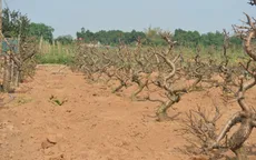 Nhà vườn Nhật Tân tất bật vào vụ đào mới ngay sau Tết