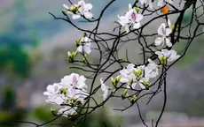 Điện Biên "thay áo mới" đón du khách dịp Lễ hội Hoa Ban 2026