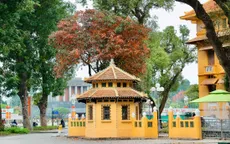 Khoảnh khắc giao mùa: Khi hàng cây níu chân người qua phố