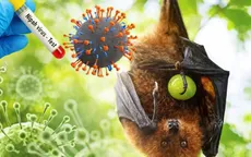 Virus Nipah dưới góc nhìn từ các chuyên gia