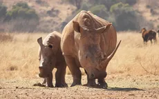 Từ vụ Chu Đăng Khoa bị bắt: buôn bán động vật hoang dã bị xử lý thế nào?