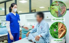 Nhập viện vì ăn nhầm củ thương lục tưởng sâm đất