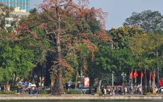 Ngẩn ngơ sắc hoa gạo đỏ rực một góc trời Hồ Gươm tháng 3