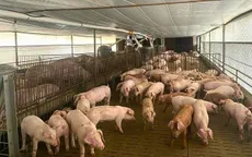 Tăng kiểm tra việc sử dụng chất cấm trong chăn nuôi