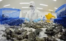 Xuất khẩu tôm sang Mỹ giảm sâu