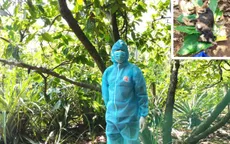 6 người ở Đắk Lắk bị chó nghi dại tấn công