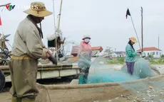 Ngư dân mỏi tay gỡ “món nhà nghèo”, thu tiền triệu với món với cá trích nướng bãi biển