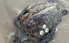 Liên tiếp phát hiện rùa biển, cá mái chèo dạt vào bờ biển Lâm Đồng