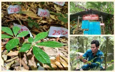 Vì sao sâm Ngọc Linh không thể trồng đại trà?