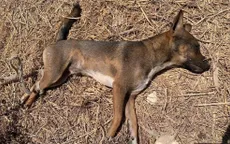 Chó dại tấn công 3 người ở Lâm Đồng