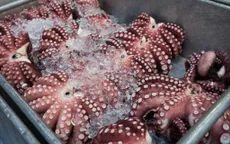 Xuất khẩu mực và bạch tuộc khởi sắc