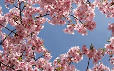 Điều gì đặc biệt trong lễ hội ngắm hoa anh đào của người Nhật?