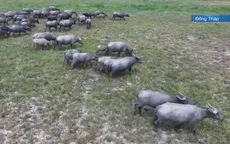 Khó xử lý tình trạng chăn thả trâu trái phép trong Vườn quốc gia Tràm Chim