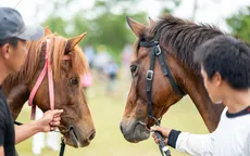 Gò Thì Thùng - Vùng đất của tiếng vó ngựa