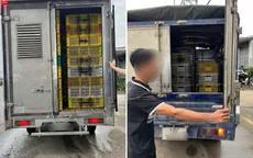 Phát hiện 4 xe tải vận chuyển hàng nghìn con gia cầm giống vi phạm quy định thú y