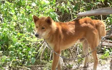 Chó nghi mắc bệnh dại cắn 2 người tại Đà Nẵng