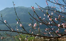 Hoa đào - ký ức di cư và sức sống bền bỉ của người Mông