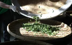 Nhấp một ngụm trà xuân, nghe mùa về