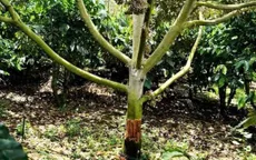 Điều tra vụ vườn sầu riêng bị chặt phá tại Lâm Đồng