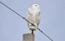 40 loài động vật di cư được Liên hợp quốc bổ sung vào danh sách bảo vệ quốc tế