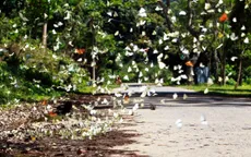 Du khách thích thú "săn" bướm rừng Cúc Phương đầu mùa