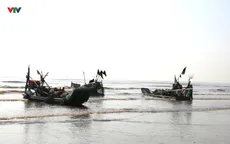 Ngư dân Nghệ An trúng đậm mùa sứa biển, thu tiền triệu mỗi chuyến ra khơi